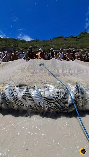 59K views · 1K reactions | Fartura Na Pesca e Tartaruga Marinha Livre...