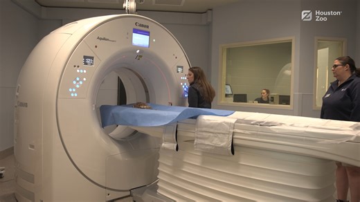 From pioneering tiny neck braces for Peruvian jumping sticks to developing the first-ever EEHV mRNA vaccine for Asian elephants, Houston Zoo is dedicated to world-class animal care. Now we’re one of the few accredited zoos in the country with an on-site CT machine, helping our veterinarians diagnose injuries and illnesses faster and more accurately for the 4,300 animals who call our Zoo home. See how this new CT machine is transforming care behind the scenes: bit.ly/4rK2umk | Houston Zoo