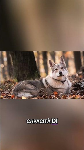 Wolfdog: The Truth Behind the Percentage #shorts