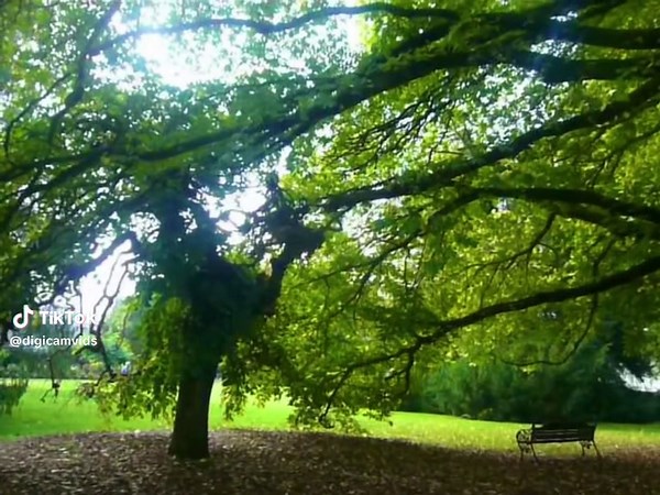 #digicam #digitalcamera #oldcamera #nostalgia #early2000s #memories #videodiary #dream #pointandshoot #nature #trees #childhood