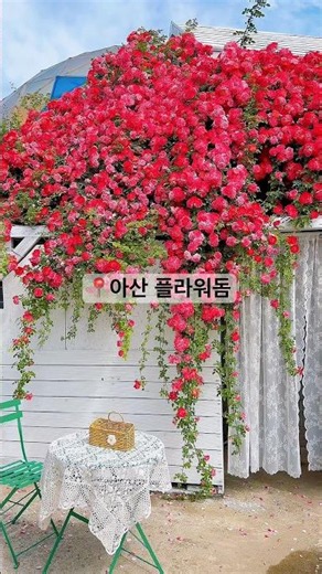 아산 장미 예쁜 카페 가볼만한곳 플라워돔