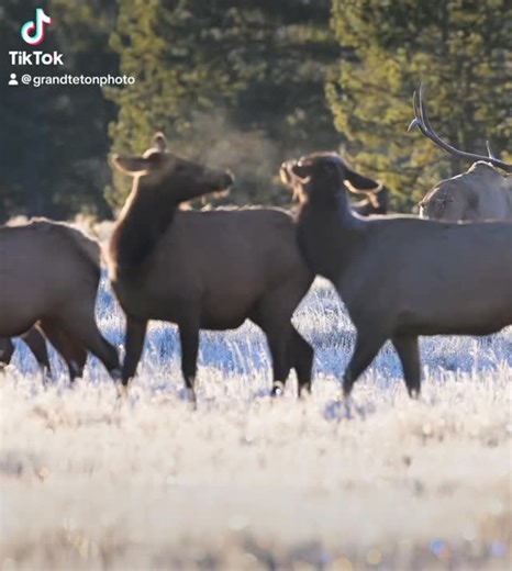 When elk boxing season hits the Tetons. Two cow elk square off on their hind legs in Grand Teton National Park — fall rut drama isn’t just for the bulls! #GrandTetonNationalPark #ElkFight #WildlifeWednesday #NatureLovers #TetonWildlife | Grand Teton Photography