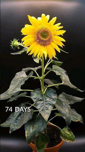 83 days in 35 seconds - Sunflower time-lapse
