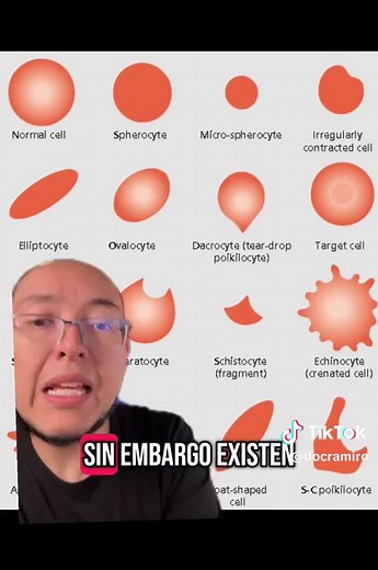 ¿Qué son los eritrocitos? Definición y Funciones