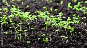 Plants Growing in spring timelapse, 4k concept of the origin of life. Sprouts germination from seeds, newborn cress salad in greenhouse agriculture