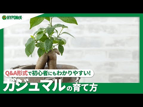 ☘34::How to grow banyan trees | How to choose seedlings, how to survive summer and winter, reason...