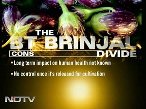 Pros and cons of Bt Brinjal
