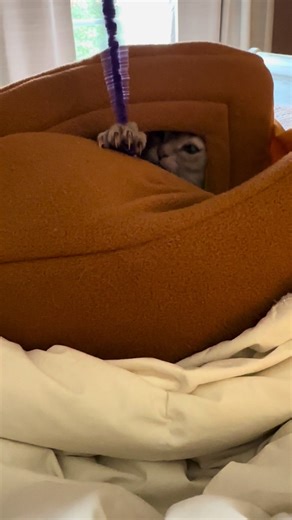 Derpy af 😈 #goblin #derpy #rescuecat