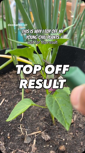 5.5K views · 222 reactions | Topping off chili plants is a pruning technique to create a bushier, stockier plant with more side shoots for increased fruit production. By removing the main growth stem, you force the plant to develop new branches from lower leaf nodes, resulting in a stronger structure, more flowers, and potentially a larger total yield. #gardening #vegetablegardening #raisedbedgardening #deogardener #fyp #reelsviral #chilli #tuesdaymotivation | Deo N A Valenzuela | Facebook