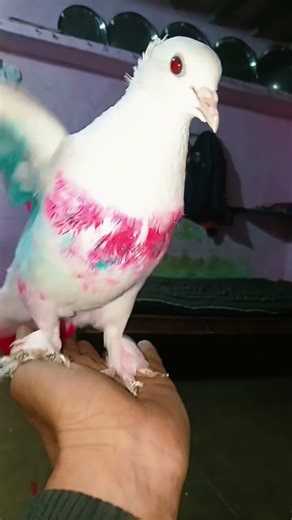 pogeon hand training 🕊️🕊️🕊️