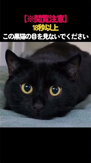 【※閲覧注意】18秒以上この黒猫の目を見ないでください
