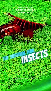 2.4K views | Venus fly trap smashed shut on a huge roach!! #thesurvivalwarinsect #adventure #cockroach #usa #fypviralシ | The Survival war Insects | Facebook