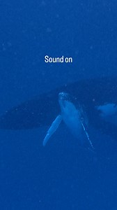 230 reactions | So much research has gone into the fascinating song of the Humpback whale, believed to be for attracting mates, communication and to explore their environments! Some work is even being done to decode the sounds and explore it as a language. We definitely do know that the sound of swimming in the water with a singing whale is magical, as the sound waves vibrate around your body  #whale #humpbackwhale #swimwithwhales #whaleswimming | Tahi Tonga | Facebook