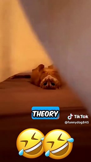 Hilarious Voiceover Moments with Cats and Dogs