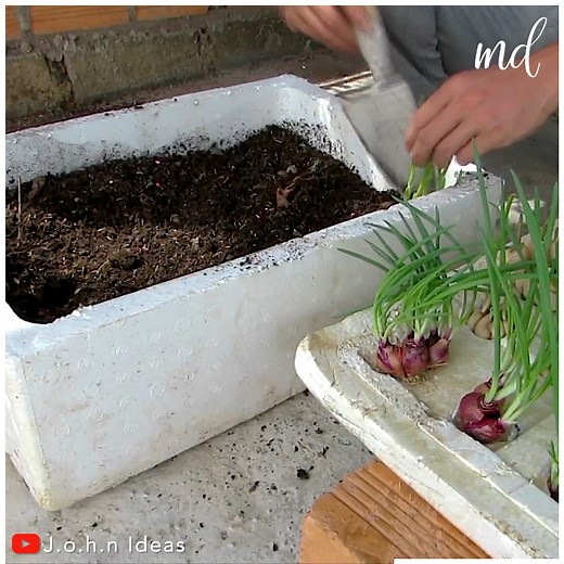 1.2M views · 10K reactions | How to grow garlic in foam containers | MetDaan DIY | Facebook