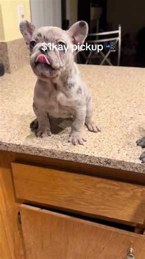 Unbeatable Deal on Fluffy Frenchie Carriers!