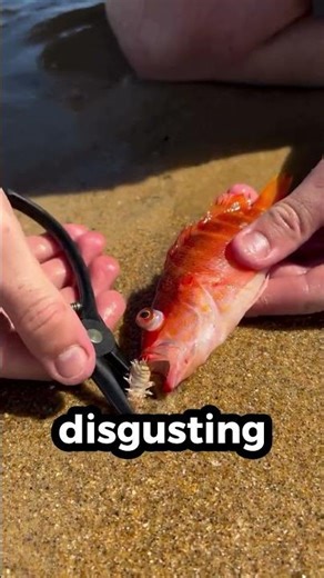 Why Is This Man Holding a Fish in His Mouth ?