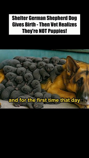 14K views · 248 reactions | Shelter German Shepherd Dog Gives Birth Then Vet Realizes They're NOT Puppies! | Pet World | Facebook
