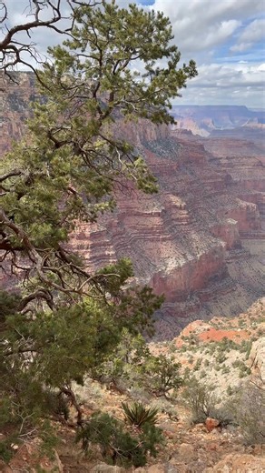 Hello! It's #Saturday - let's virtually hit the trail and dream of spring. Don't forget to sign up for Field Institute trips this spring. We are filling fast - don't delay, book your trip today! Sign up here: https://bit.ly/4a3CThe Video: @thatfooddude | Grand Canyon Conservancy