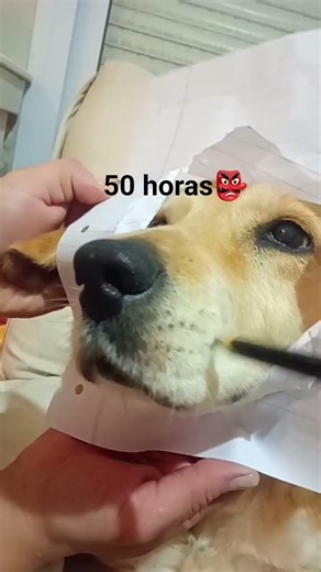 tutorial on how to draw a dog