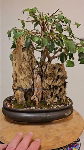 Ficus Ginseng composition with dragon rocks