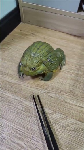 #shorts#frog#pet#horned frog#animal#funny#funny animal videos#animals eating
