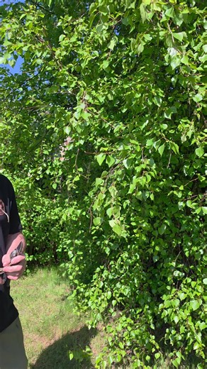 Weeping Birch in Sauna: How to Use Compresses Safely