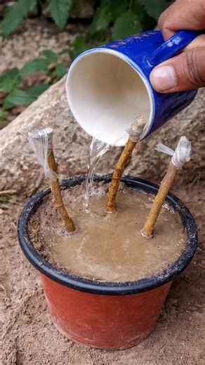 Grow FLOWER Plants from Cuttings at Home Successfully?