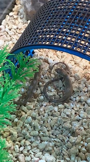赤ちゃんカナヘビの特技 かなへび飼育日記#ニホンカナヘビ#かなへびベビー#爬虫類