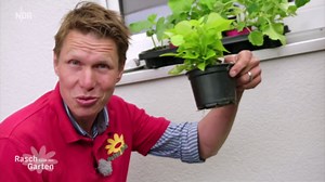 Tomaten auf dem Balkon pflanzen: So gelingt der Anbau im Topf