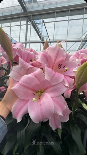 99K views · 20K reactions | Stunning hybrid cross between a Longiflorum Lily and an Oriental Hybrid Lily. The result is spectacular... a large trumpet shaped flower that can measure 20 to 25cm across with a heavenly fragrance. #lilium #lilybulbs #lily #lilyflower #lilie #lilien #lilies #dutchlilydays #lelie #lelien #giglio #gigli #lilija #lirio #lirios #lírio #lis #leliebollen #bulbesdelys #lilienzwiebeln #bulbidigiglio | DUTCH-BULBS.COM | Facebook