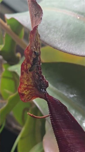 Ant on weird Pokemon plant Pokémon #shorts