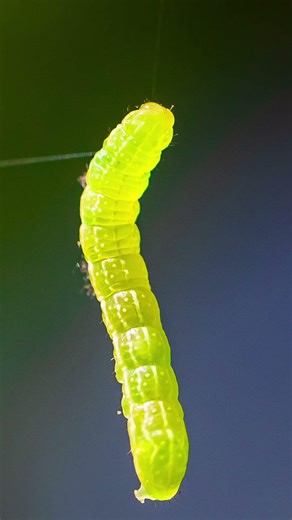 Macro and Meta Short 1 #photography #meta #metaglasses #canon #pnw #macrophotography