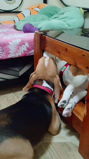 Beagle Lovers 😍😍😍 #beagle #beagledog #beaglepuppy #beaglelover #dog #reels #reelsfb | Baileys The Beagle