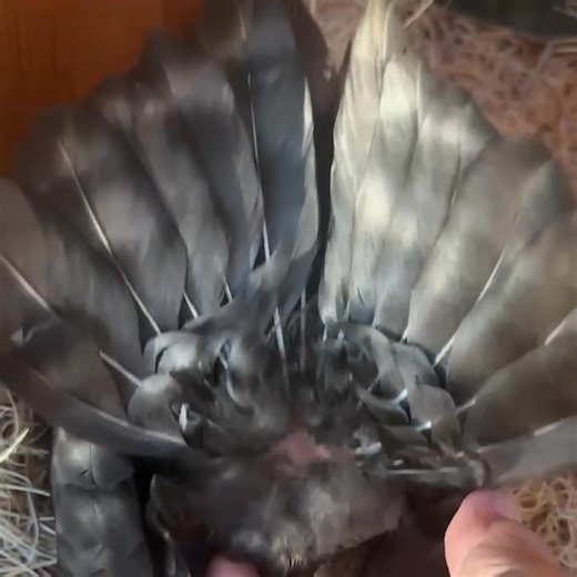 3.5K views · 35 reactions | My youngest cuckoo hen wants to be broody. I don’t even think she’s laid an egg yet. It’s too hot to broody! And you’re too young. Live life a little! | The Serama Farm | Facebook