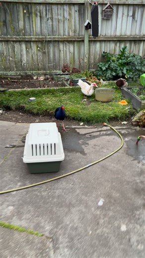 Zasha on Instagram: "Blad hanging out with the ducks #bladnation"