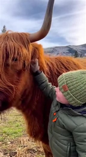 I Love Fuzzy Cows (@d.ackerson)’s videos with original sound - I Love Fuzzy Cows