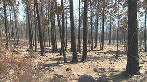 B.C. wildfires: White Rock Lake fire being held; campfire ban ends early