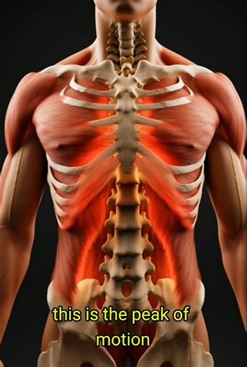 Anatomy of Twisting Movements#SpineRotation#Rotation#TwistingMovement#MotionInAnatomy#HumanMovement