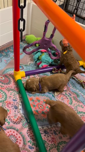 ✨ 4 Weeks Already! ✨ Jas’s sweet litter has officially hit the...