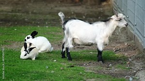 White Rabbits And A Playful Young Goat On The Farm