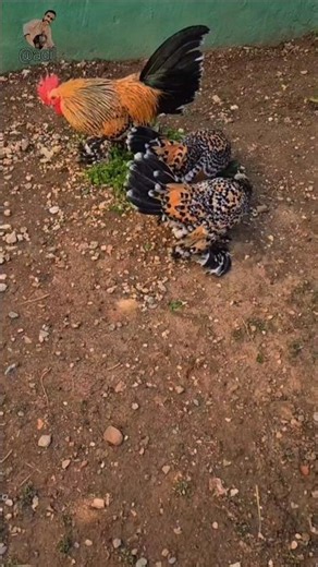 Booted Bantam Chicken breed#chicken #farming #birds #newaccount