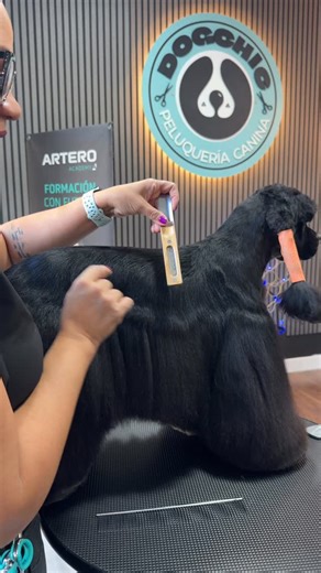Samuel Raga | Pet Groomer | Blending en Cocker Spaniel (American) ✂️🐶 En este reel @loen_ruiz de @dogchic.esp nos muestra cómo lograr una transición limpia entre el... | Instagram