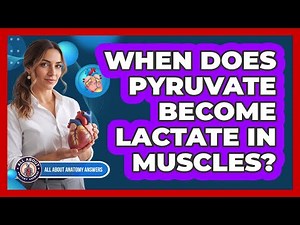 When Does Pyruvate Become Lactate In Muscles?