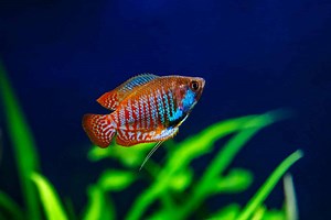 Dwarf Gourami