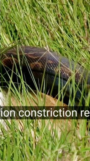 The Giant Snake Invasion You Didn't Hear About