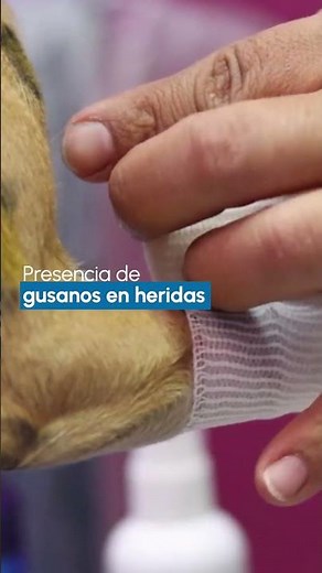Síntomas de gusano barrenador en perros