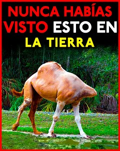 Las 10 Cosas Más Extrañas De La Naturaleza Que Aún No Has Visto | ¿Sabías Que?