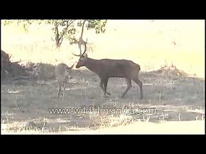 Swamp deer have a mtaing rendezvous : rare sight