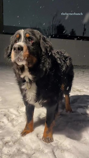 The pure joy of a berner in the snow🥹❄️ #bernesemountaindog #snowdog #berner #snowday #bernese #cutedog #happydog #doglovers | The Berner Bunch